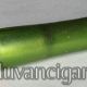 Mustiklica sa mehanickim filterom u zelenoj boji za regularnu cigaretu od 8 mm.